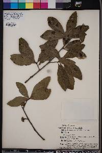 Quercus laurifolia image