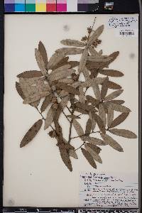 Quercus pumila image