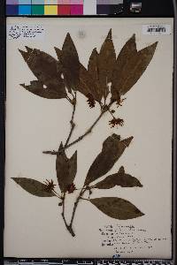 Illicium floridanum image
