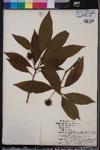 Illicium floridanum image