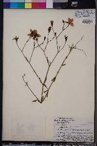 Sabatia grandiflora image