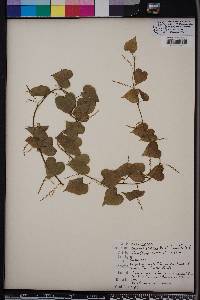 Dioscorea floridana image