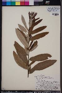 Quercus pumila image