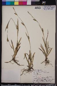 Carex microdonta image