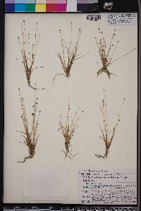 Eriocaulon ravenelii image