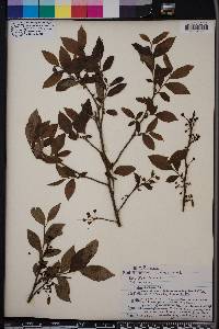 Vaccinium fuscatum image