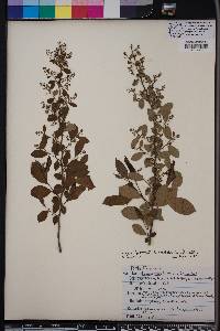 Lyonia ligustrina var. foliosiflora image