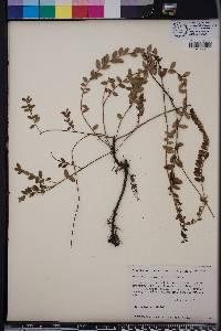 Vaccinium crassifolium image