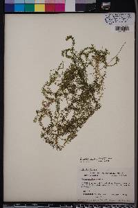 Elodea nuttallii image