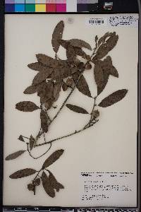 Quercus incana image