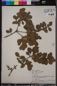 Quercus myrtifolia image