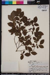 Vaccinium ashei image