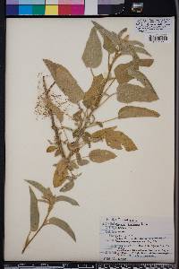 Croton capitatus image