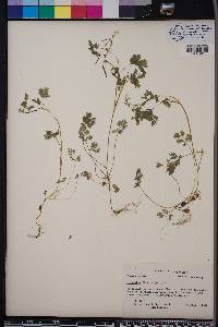 Corydalis flavula image