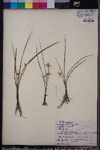 Hypoxis wrightii image