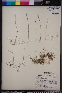 Myriophyllum tenellum image