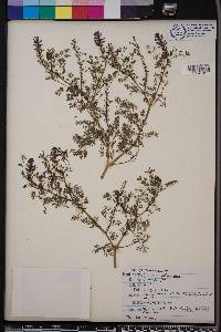 Fumaria officinalis image