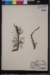 Myriophyllum heterophyllum image