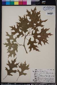 Quercus texana image