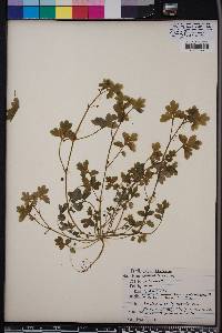 Nemophila aphylla image