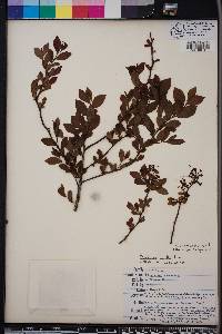 Vaccinium amoenum image