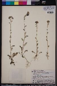 Phacelia maculata image