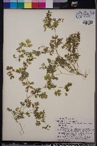 Corydalis flavula image