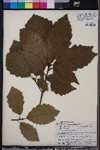 Quercus montana image