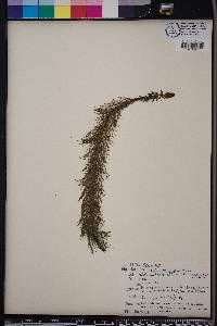 Myriophyllum heterophyllum image