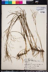 Juncus abortivus image