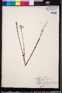 Hypericum setosum image