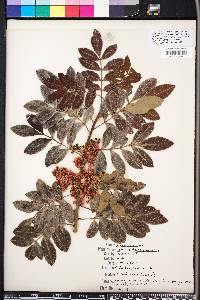 Schinus terebinthifolius image