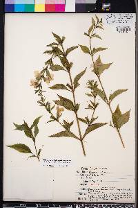 Mimulus alatus image