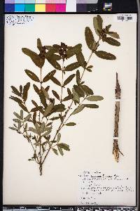 Hypericum frondosum image