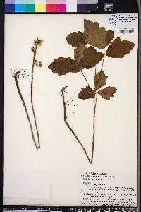 Toxicodendron pubescens image