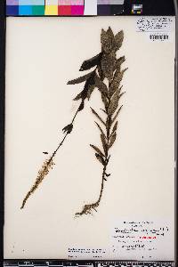 Veronicastrum virginicum image