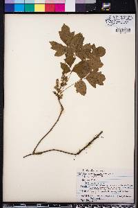 Toxicodendron pubescens image