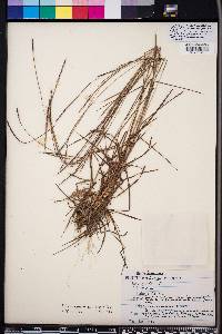 Schizachyrium semiberbe image