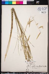 Spartina patens image