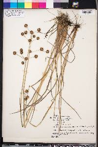 Juncus scirpoides image