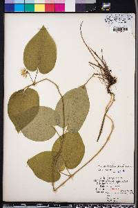 Matelea baldwyniana image