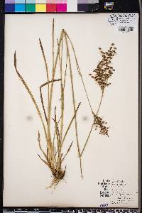 Juncus biflorus image