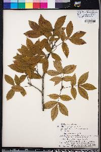 Carya floridana image