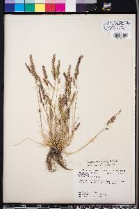 Vulpia octoflora var. octoflora image
