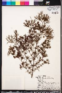 Hypericum nitidum image