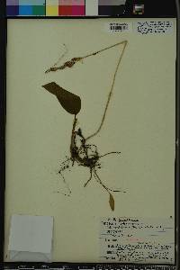 Tipularia discolor image