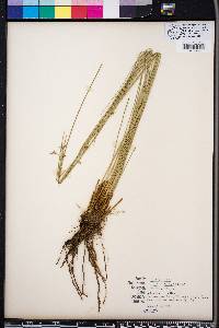 Juncus coriaceus image