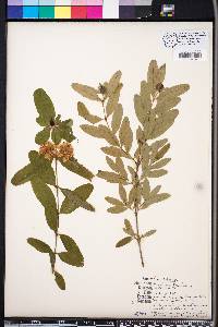 Hypericum frondosum image