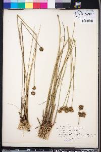 Juncus megacephalus image