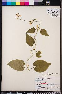 Matelea baldwyniana image